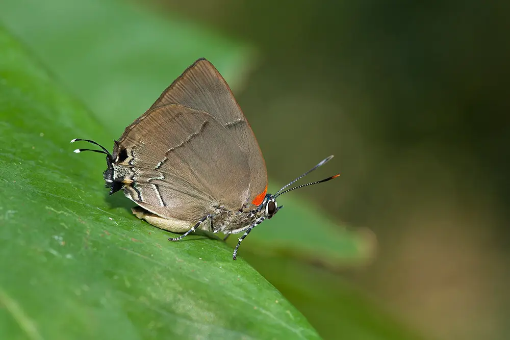 Borboleta a identificar