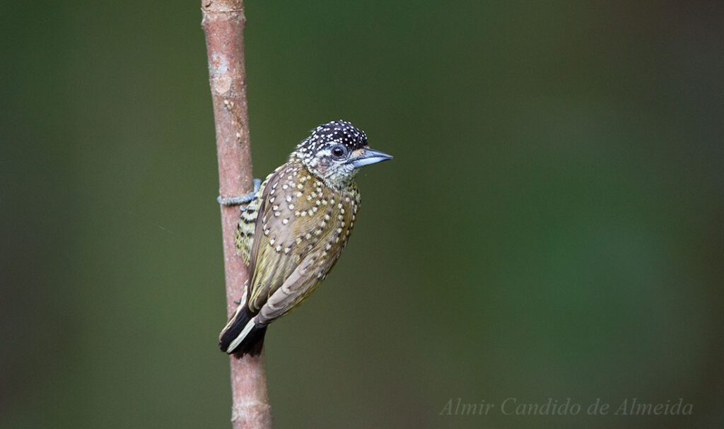 Pica-pau-anão-de-pintas-amarelas