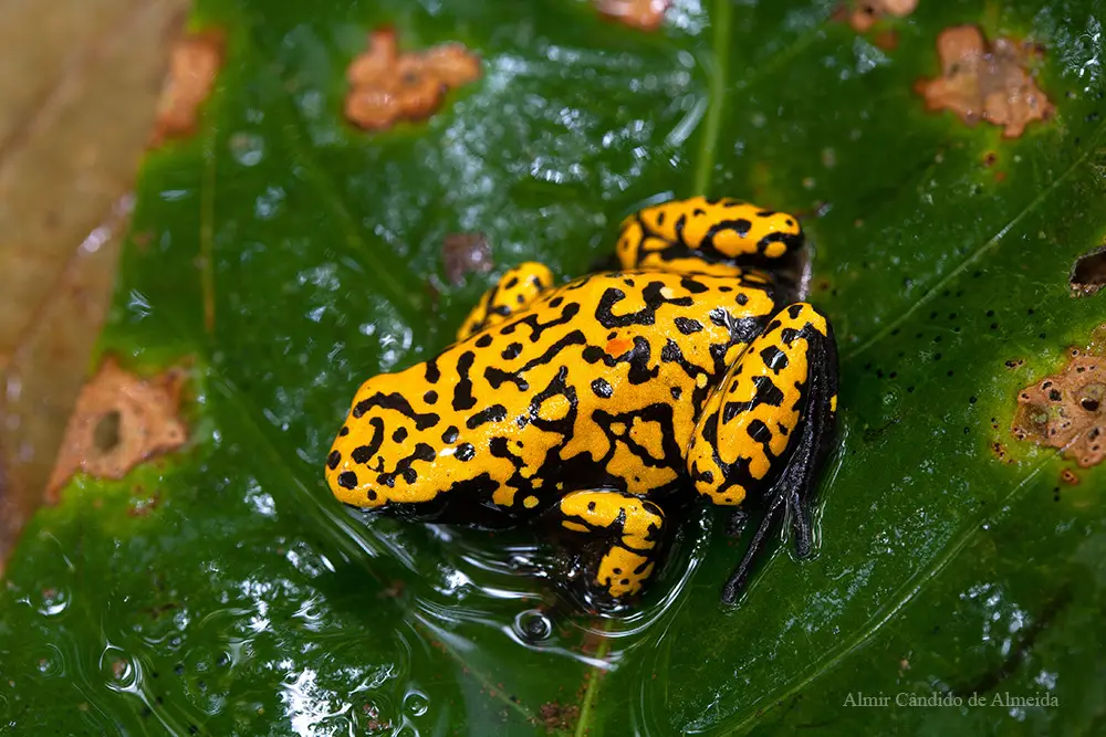 Adelphobatus galactonotus