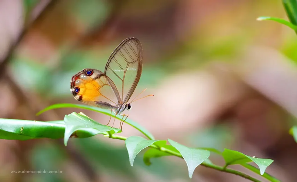 Borboleta Haetera piera