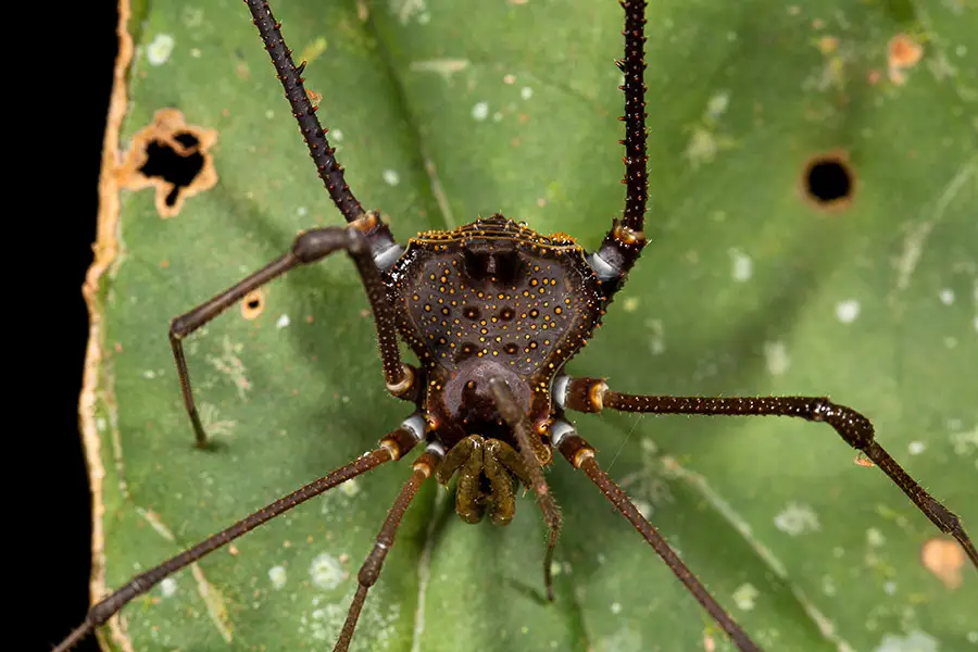 Opilião - espécie não identificada.