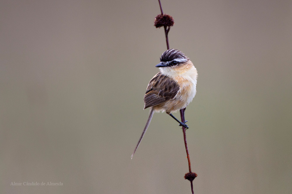 Papa-moscas-do-campo
