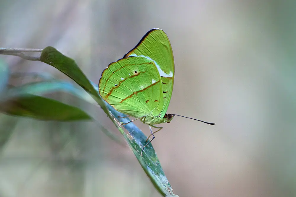 Asa de oliveira de Hewitson