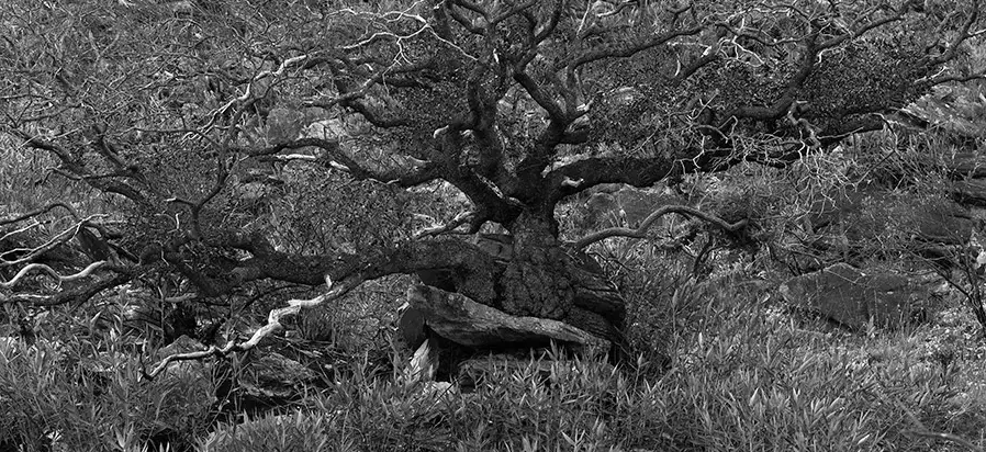 Árvore na Serra do Cipó - MG