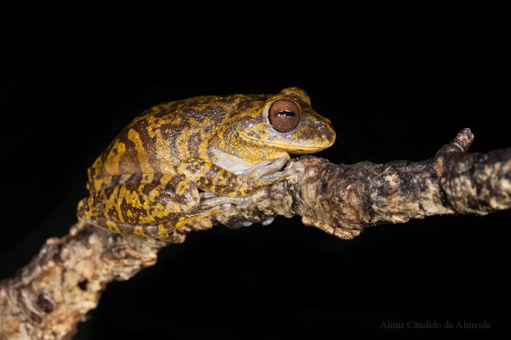 Perereca Bokermannohyla saxicola (Bokermann, 1964)