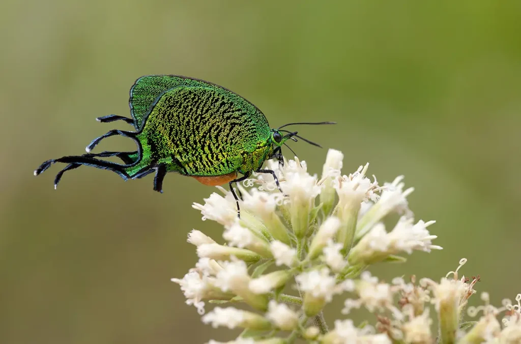Borboleta Arcas imperialis