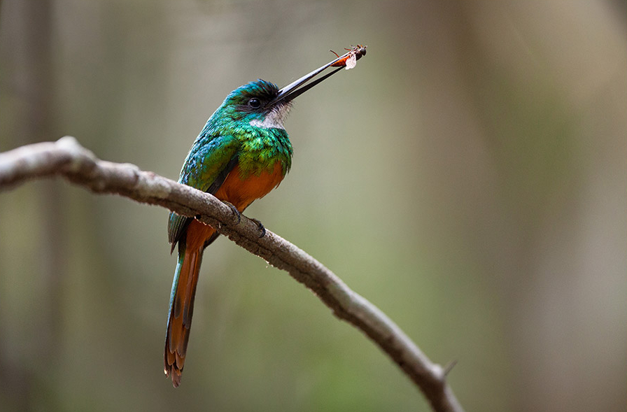 Ariramba-de-cauda-ruiva