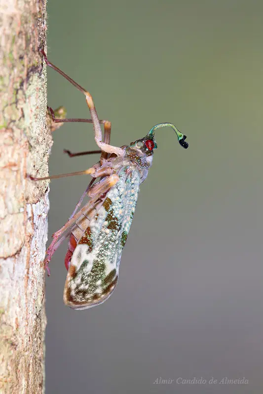 Inseto - a identificar