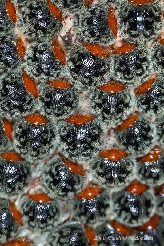 Inseto - a identificar