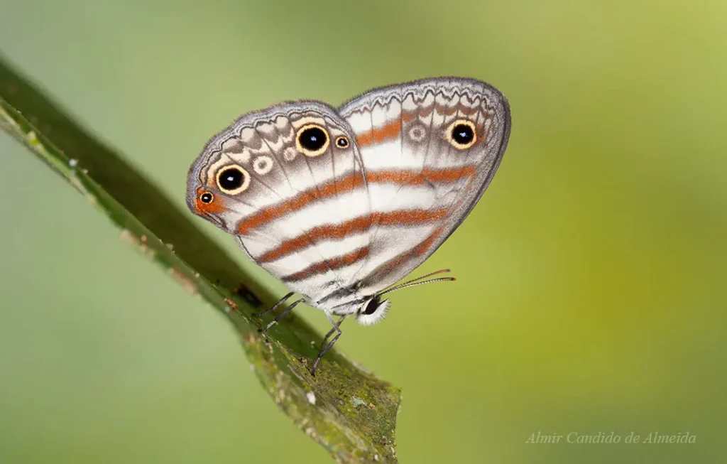 Euptychia westwoodi