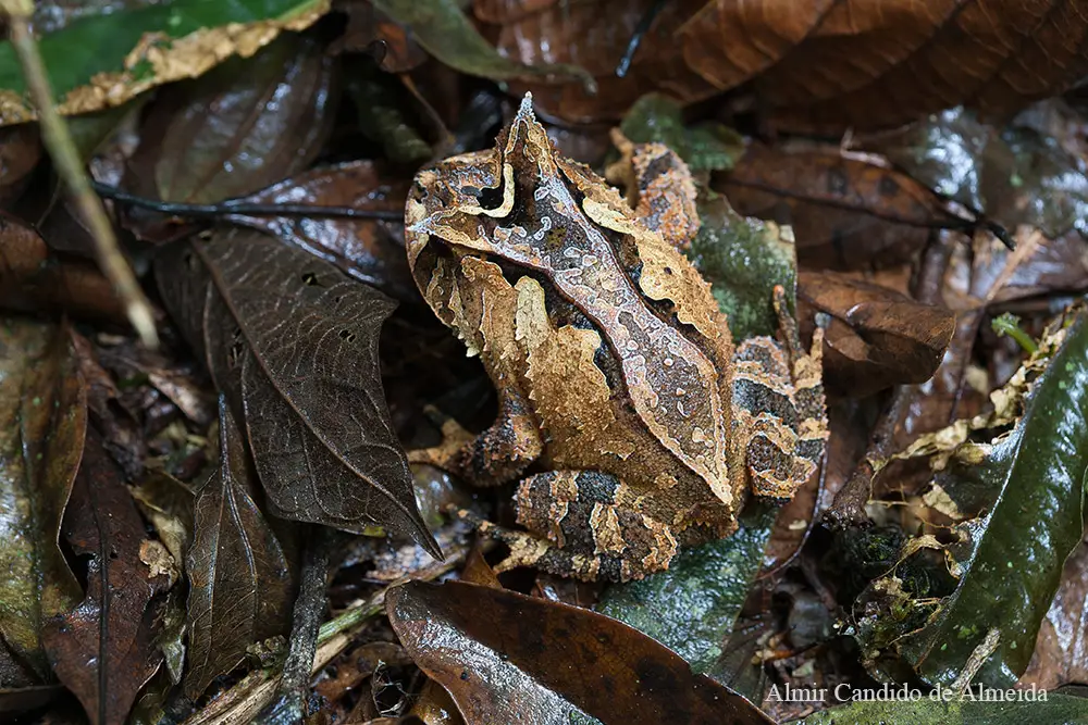 Sapo-de-chifre Proceratophrys boiei.