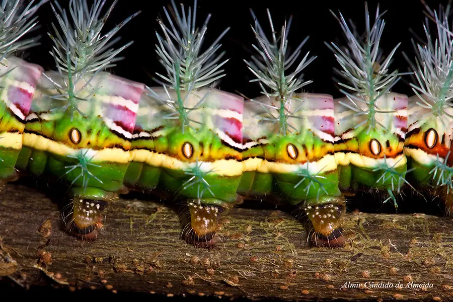 Lagarta fotografada em Ribeirão Grande - SP