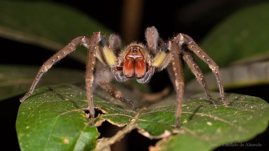 Aranha Armadeira - Phoneuthria reidyi