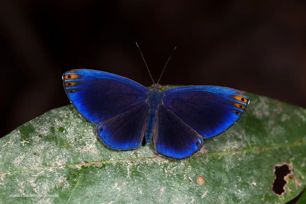 Butterfly Metacharis regalis