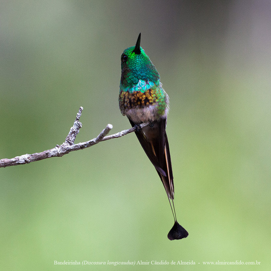 Beija-flor Bandeirinha
