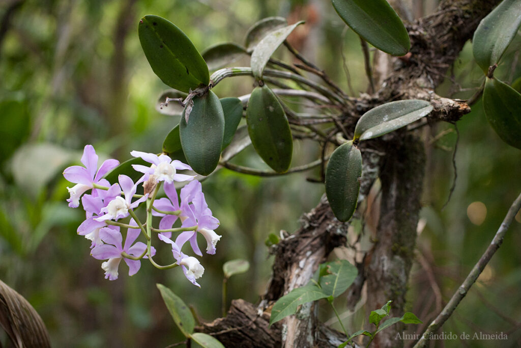 Orquídea Cattleya loddigesii - Dourado - SP