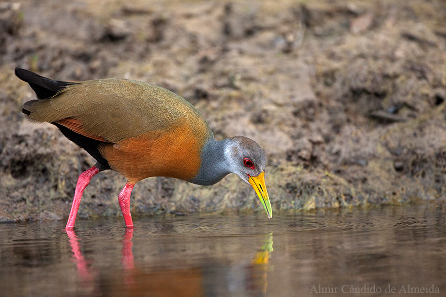 Saracura-três-potes
